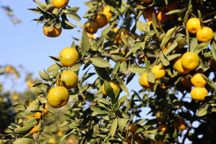 Bahçede 2, markette 30 lira | Fiyatı sert düşünce vatandaşa ücretsiz dağıttılar