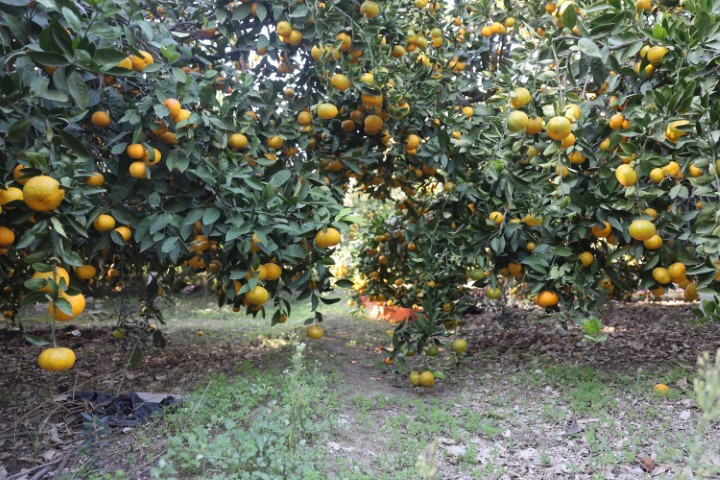 Bahçede 2, markette 30 lira | Fiyatı sert düşünce vatandaşa ücretsiz dağıttılar