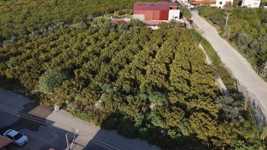 Bahçede 2, markette 30 lira | Fiyatı sert düşünce vatandaşa ücretsiz dağıttılar