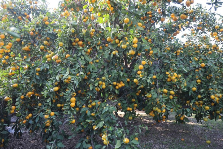 Bahçede 2, markette 30 lira | Fiyatı sert düşünce vatandaşa ücretsiz dağıttılar