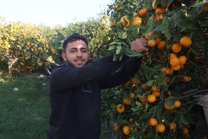 Bahçede 2, markette 30 lira | Fiyatı sert düşünce vatandaşa ücretsiz dağıttılar