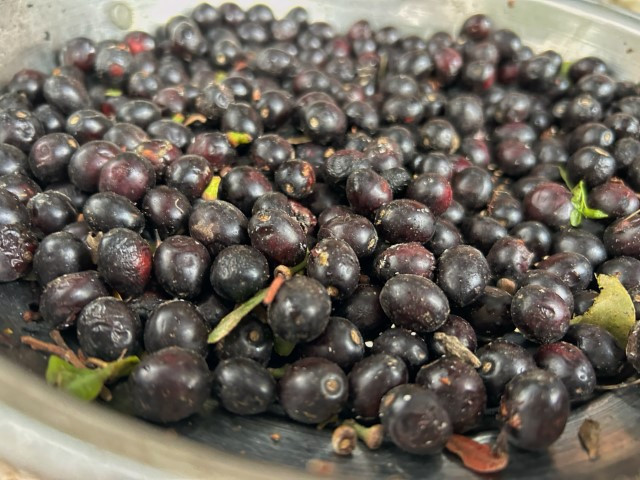 Ormanlarda kendiliğinden yetişiyor | Kazanlarda kaynatıp kilosunu bin liraya satıyorlar