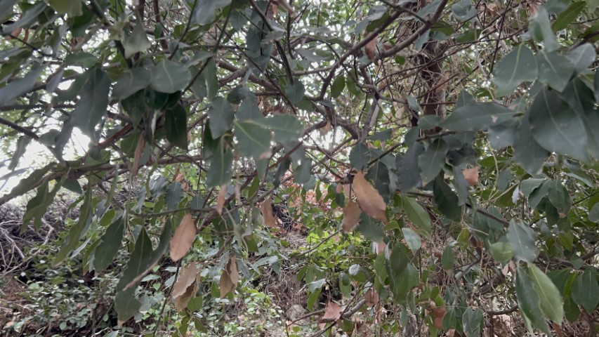 Ormanlarda kendiliğinden yetişiyor | Kazanlarda kaynatıp kilosunu bin liraya satıyorlar