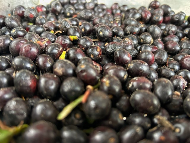 Ormanlarda kendiliğinden yetişiyor | Kazanlarda kaynatıp kilosunu bin liraya satıyorlar