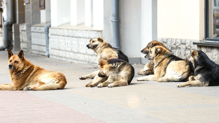 İstanbul Valiliği’nden belediyelere sokak hayvanları uyarısı: Acele edin