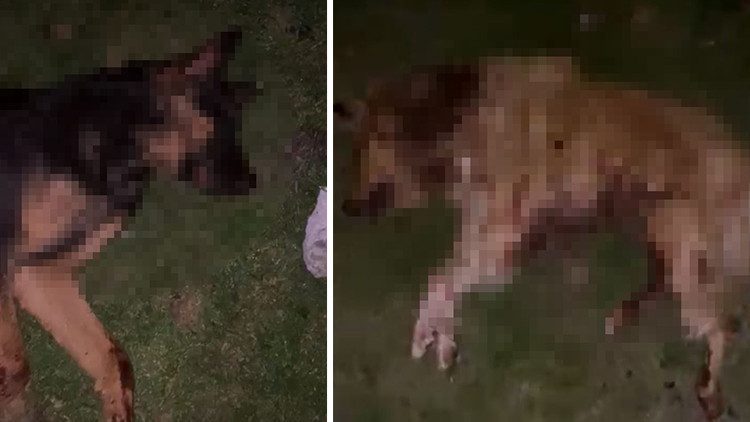 Köpekler çöp kovasında ölü bulundu | Vahşet sonrası valilikten açıklama