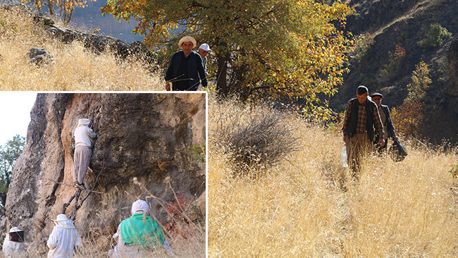 Özel izin alarak bölgeye geldiler: Sadece 4 gün süreleri var! Bedava toplayıp 6 bin liraya satıyorlar