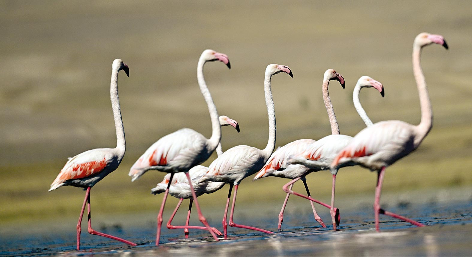 Van Gölü’nün ‘kalıcı’ misafirleri