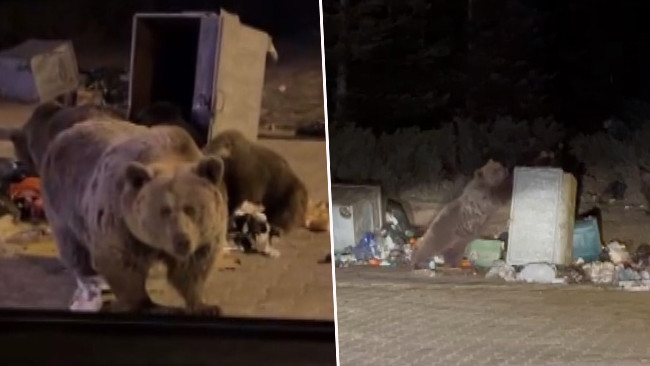 Kış uykusuna yatmayıp şehir merkezine indiler!