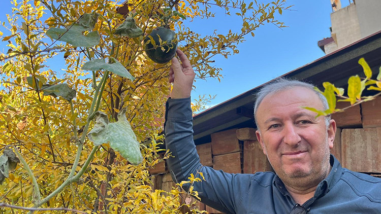 Nar ağacında açan meyve hayrete düşürdü! | ' Bugüne kadar böyle bir şey hiç görmedim'