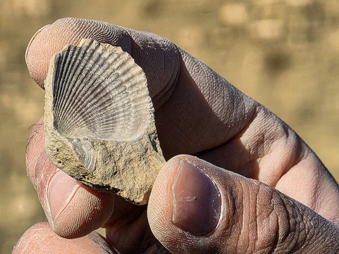  50 milyon yıllık oldukları değerlendiriliyor