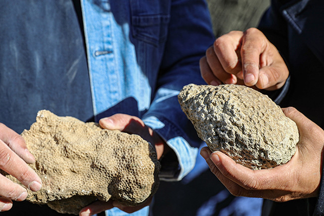  50 milyon yıllık oldukları değerlendiriliyor