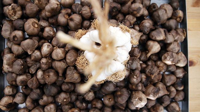 Güney Kore gezisi sırasında tanıştı: Taşköprü siyah sarımsağından üretti