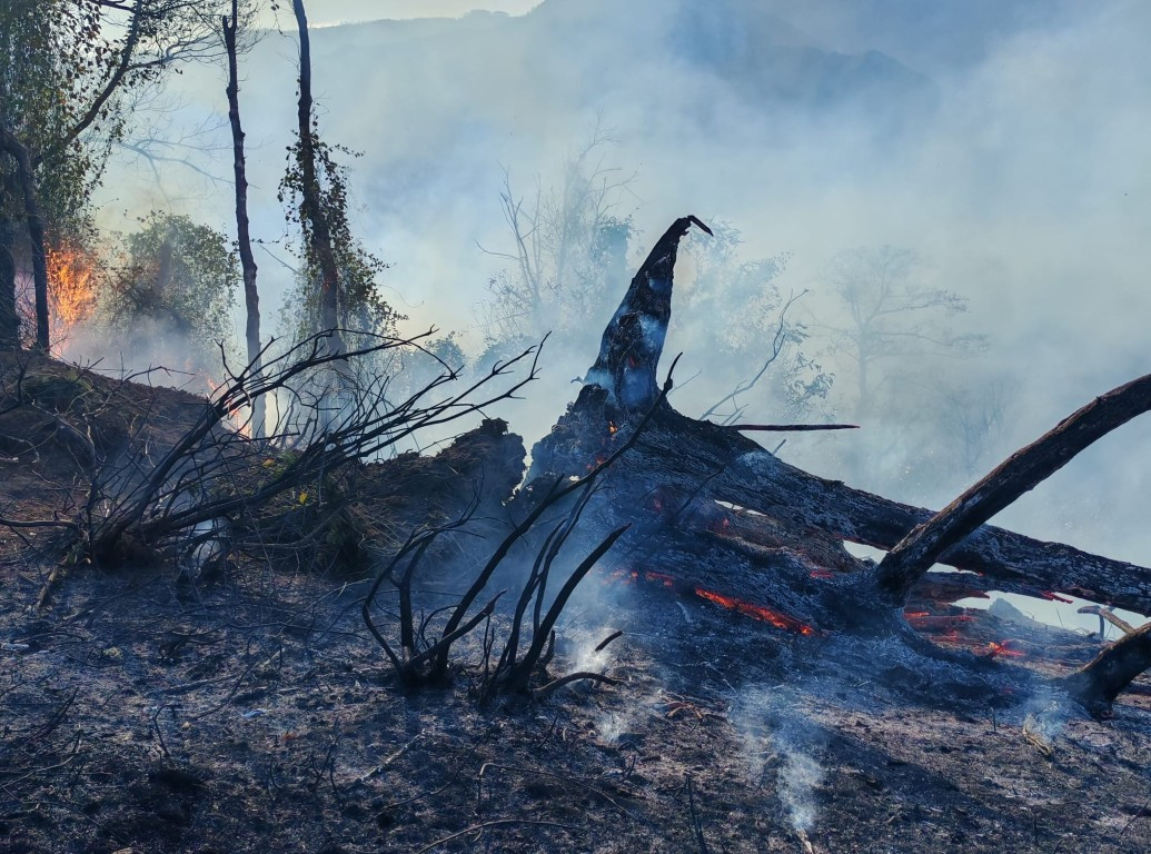 Artvin’de örtü yangını ormana yayıldı