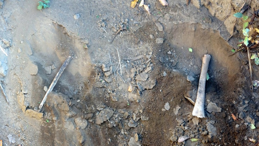  Altın bulmak için talan edip insan kemiklerini çıkardılar