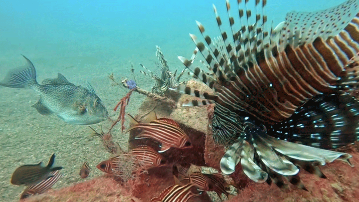 Akdeniz'de balıklar arasında rekabet: Kızıldeniz türleri yerli türleri baskılıyor! 'Çözümü yok zamanla denge oluşacak'