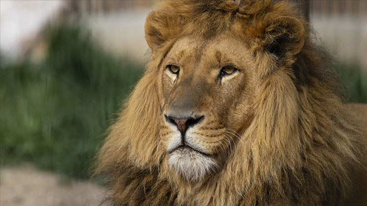 Aslan, kafesine giren ziyaretçiyi öldürdü