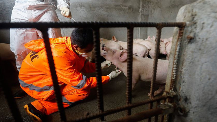İspanya'da domuz vebası alarmı: Mücadele için asker görevlendirildi