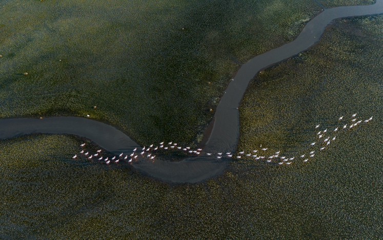 GÖÇ EDEN KUŞLARIN VİRÜSÜ YENİ ALANLARA TAŞIMA POTANSİYELİ YÜKSEK