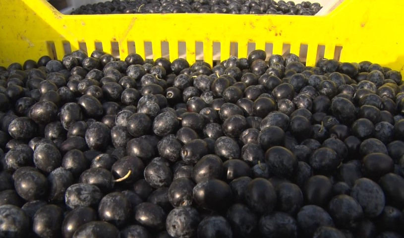  Laboratuvarlarda analiz edilip birliklere gönderiliyor