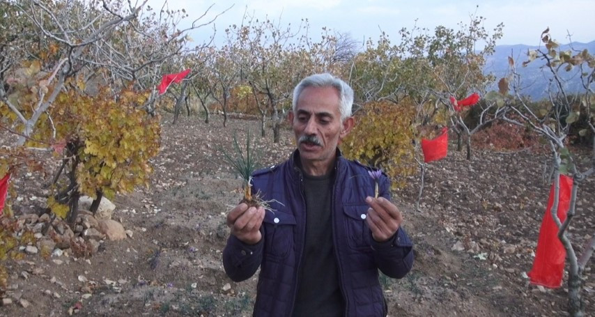  Batmanlı çiftçi fıstığa alternatif olarak denedi ve yetiştirmeyi başardı
