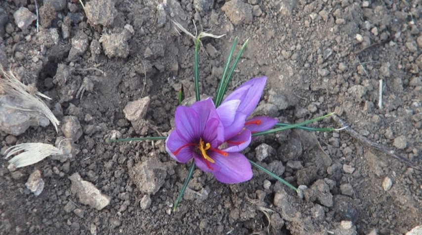  Batmanlı çiftçi fıstığa alternatif olarak denedi ve yetiştirmeyi başardı