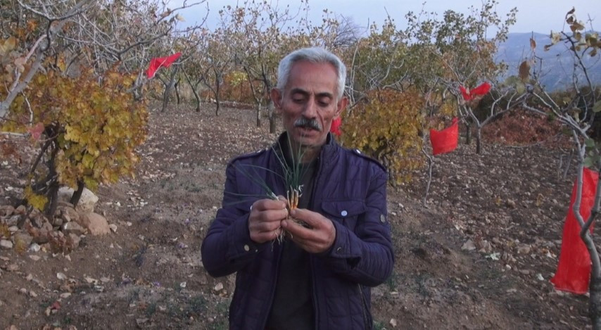  Batmanlı çiftçi fıstığa alternatif olarak denedi ve yetiştirmeyi başardı