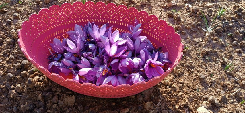  Batmanlı çiftçi fıstığa alternatif olarak denedi ve yetiştirmeyi başardı