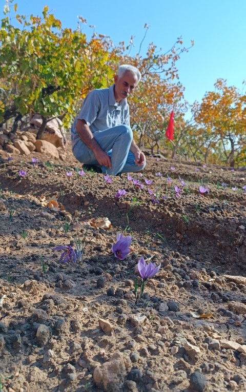 Batmanlı çiftçi fıstığa alternatif olarak denedi ve yetiştirmeyi başardı