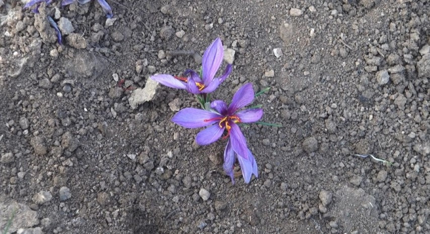  Batmanlı çiftçi fıstığa alternatif olarak denedi ve yetiştirmeyi başardı