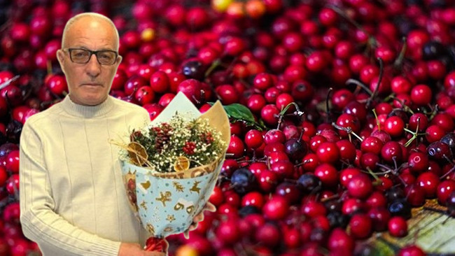 Her yıl aralık ayında ormandan toplanıyor: 500 liradan satılıyor! Alana şans getirdiğine inanılıyor