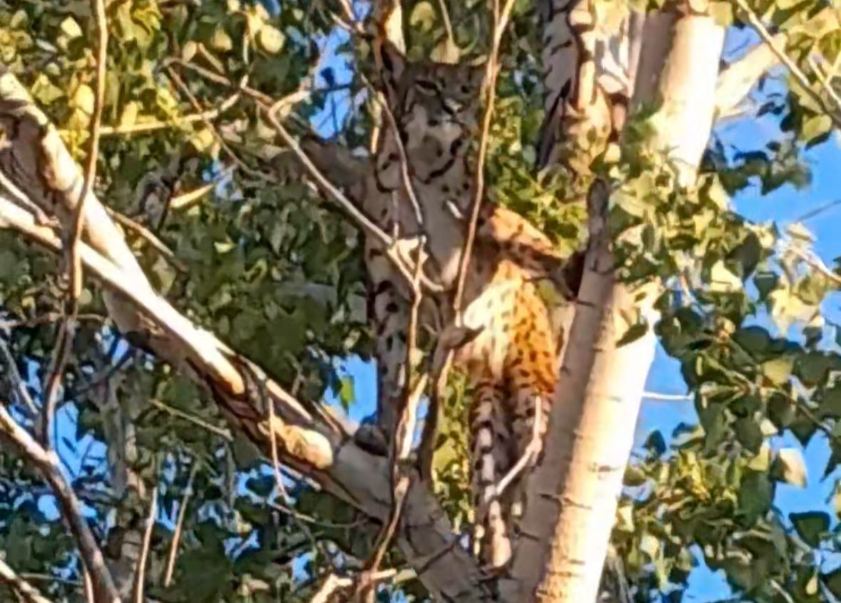 Anadolu parsı, Tunceli kırsalında ağaçta görüntülendi! İşte dikkat çeken fotoğraflar