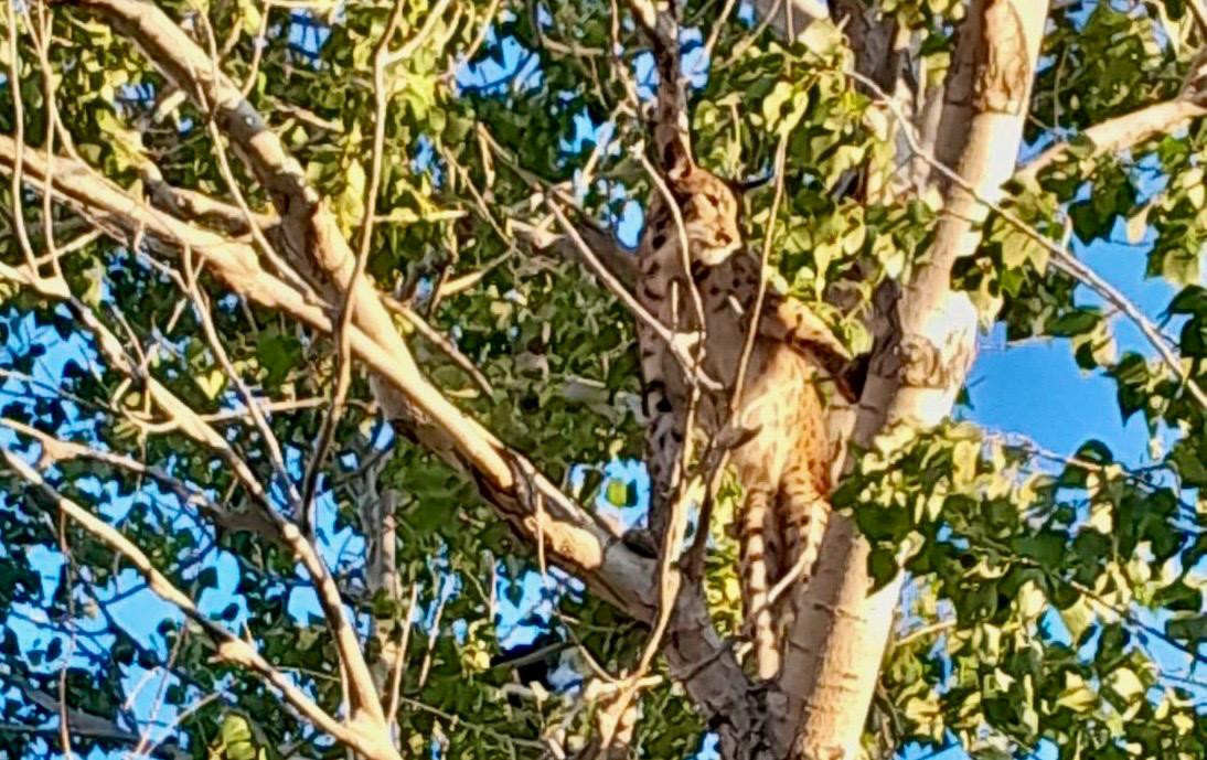 Anadolu parsı, Tunceli kırsalında ağaçta görüntülendi İşte dikkat çeken fotoğraflar
