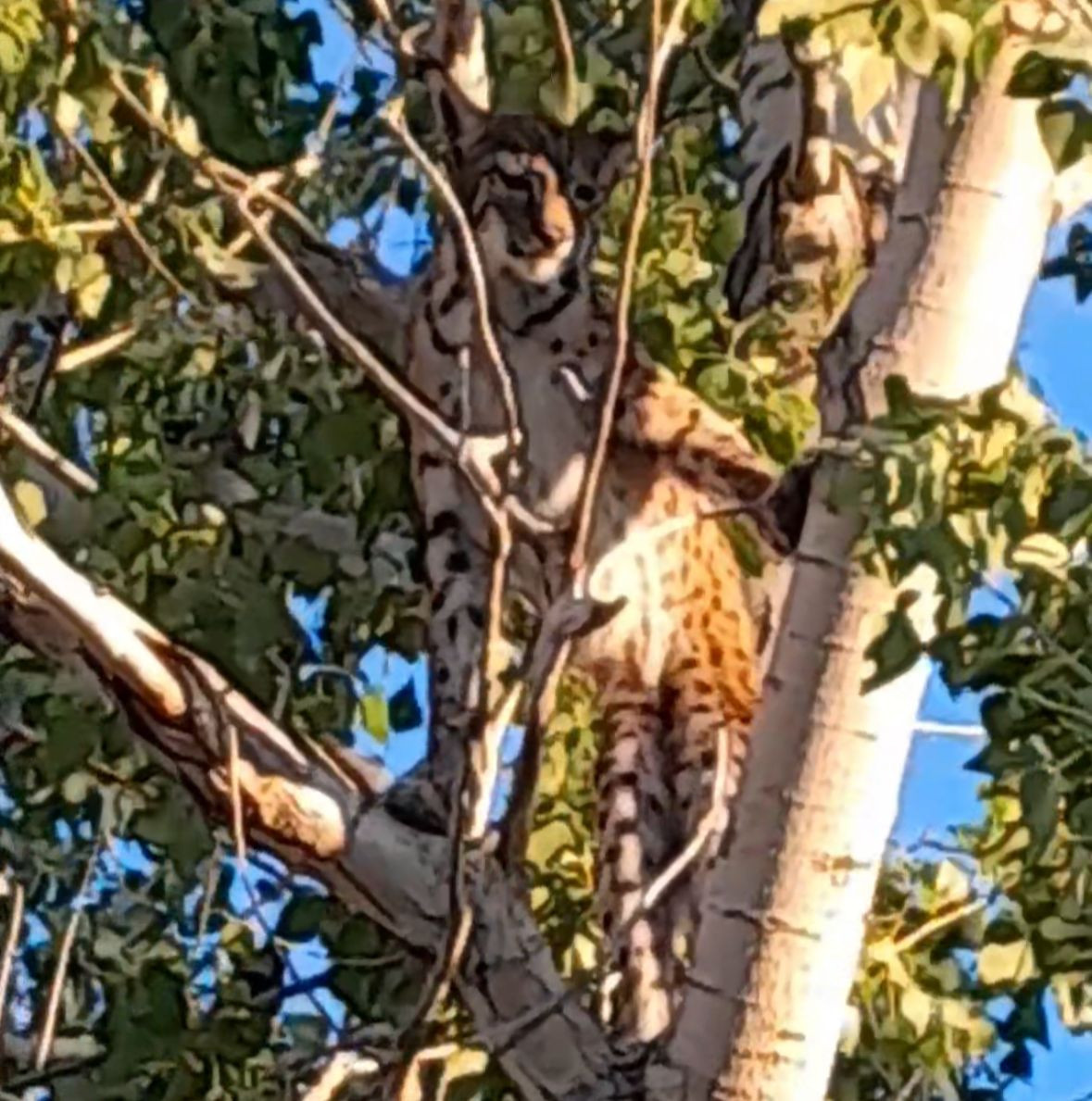 UZMANLAR KESİNLEŞTİRDİ