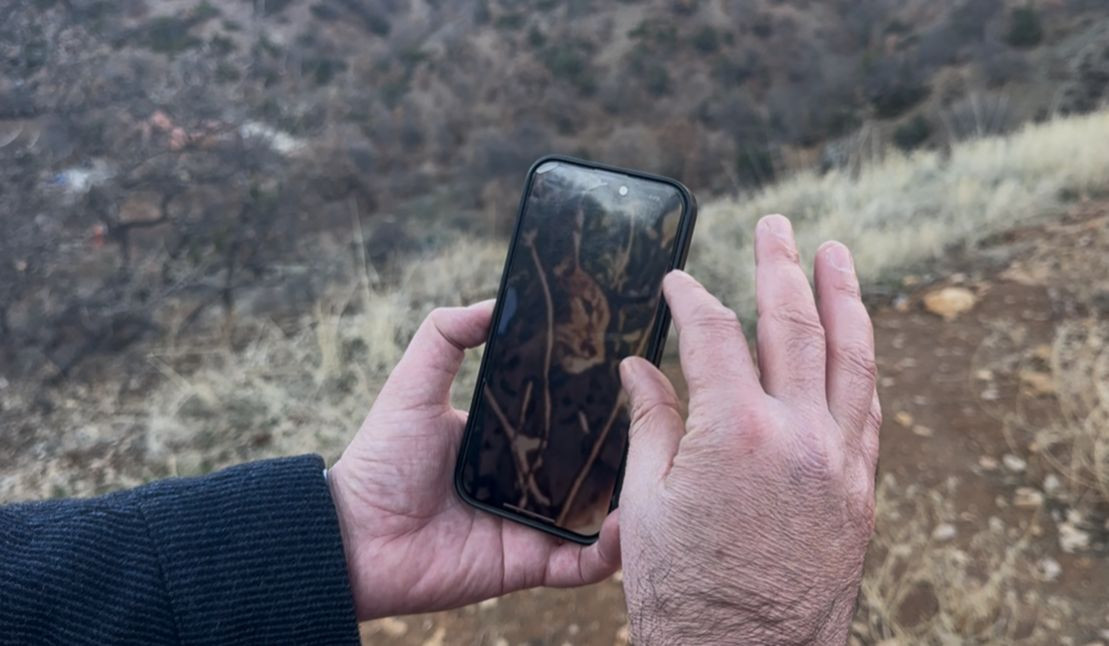 Anadolu parsı, Tunceli kırsalında ağaçta görüntülendi İşte dikkat çeken fotoğraflar