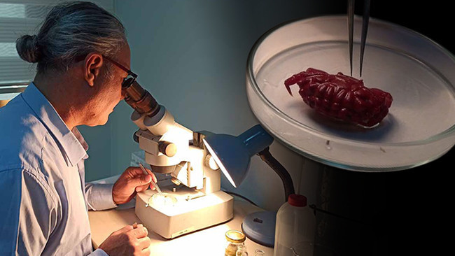 Türkiye kıyılarında ilk kez görüldü! '2 santimetre büyüklüğünde popülasyonu artacak'