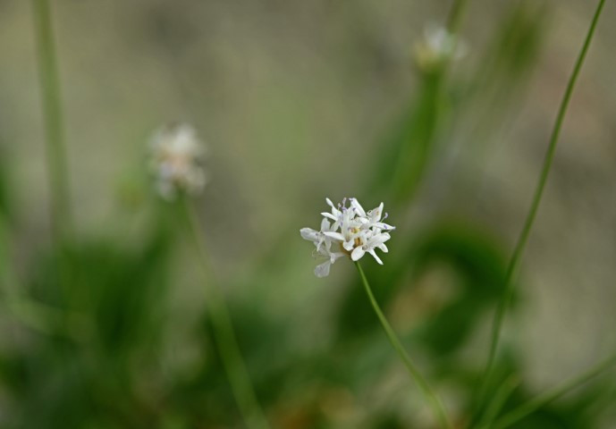 Emekli öğretmen doğa yürüyüşünde fark ederek keşfini sağladı | Dünyaca ünlü dergide yayımlandı Emekli öğretmen doğa yürüyüşünde fark ederek keşfini sağladı | Dünyaca ünlü dergide yayımlandı