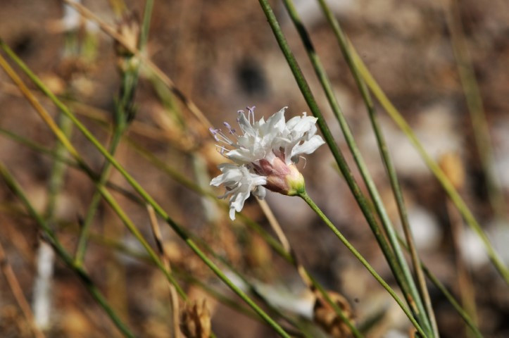 Emekli öğretmen doğa yürüyüşünde fark ederek keşfini sağladı | Dünyaca ünlü dergide yayımlandı Emekli öğretmen doğa yürüyüşünde fark ederek keşfini sağladı | Dünyaca ünlü dergide yayımlandı