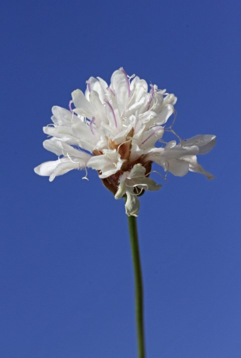 Emekli öğretmen doğa yürüyüşünde fark ederek keşfini sağladı | Dünyaca ünlü dergide yayımlandı Emekli öğretmen doğa yürüyüşünde fark ederek keşfini sağladı | Dünyaca ünlü dergide yayımlandı