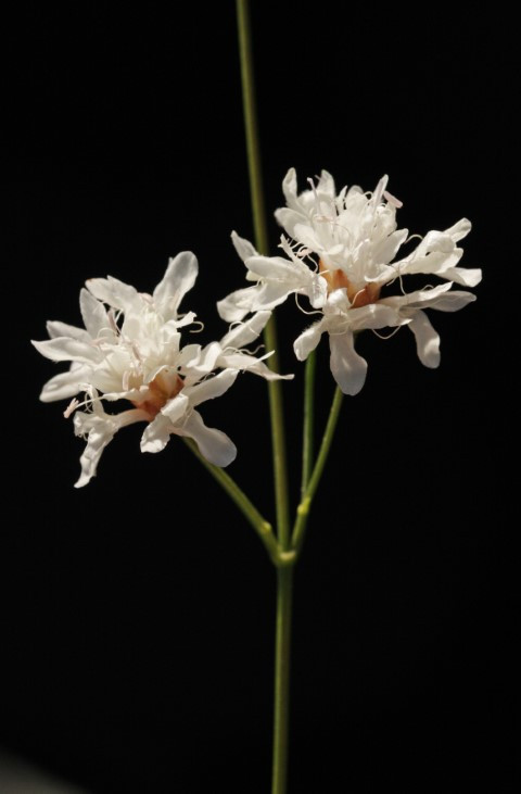 Emekli öğretmen doğa yürüyüşünde fark ederek keşfini sağladı | Dünyaca ünlü dergide yayımlandı Emekli öğretmen doğa yürüyüşünde fark ederek keşfini sağladı | Dünyaca ünlü dergide yayımlandı