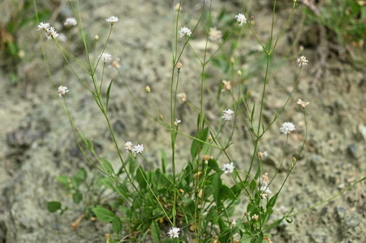 Emekli öğretmen doğa yürüyüşünde fark ederek keşfini sağladı | Dünyaca ünlü dergide yayımlandı Emekli öğretmen doğa yürüyüşünde fark ederek keşfini sağladı | Dünyaca ünlü dergide yayımlandı
