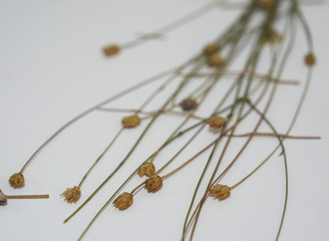 Emekli öğretmen doğa yürüyüşünde fark ederek keşfini sağladı | Dünyaca ünlü dergide yayımlandı Emekli öğretmen doğa yürüyüşünde fark ederek keşfini sağladı | Dünyaca ünlü dergide yayımlandı