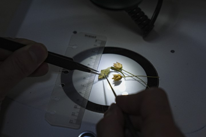 Emekli öğretmen doğa yürüyüşünde fark ederek keşfini sağladı | Dünyaca ünlü dergide yayımlandı Emekli öğretmen doğa yürüyüşünde fark ederek keşfini sağladı | Dünyaca ünlü dergide yayımlandı