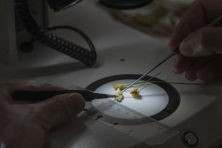 Emekli öğretmen doğa yürüyüşünde fark ederek keşfini sağladı | Dünyaca ünlü dergide yayımlandı Emekli öğretmen doğa yürüyüşünde fark ederek keşfini sağladı | Dünyaca ünlü dergide yayımlandı