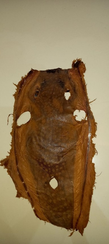 Balon balığından yapılan ürünler mahkemelik oldu Kanadada görevli kadın projemi çaldı