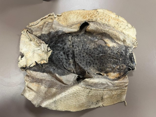 Balon balığından yapılan ürünler mahkemelik oldu Kanadada görevli kadın projemi çaldı