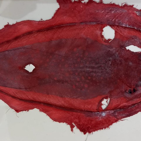 Balon balığından yapılan ürünler mahkemelik oldu Kanadada görevli kadın projemi çaldı