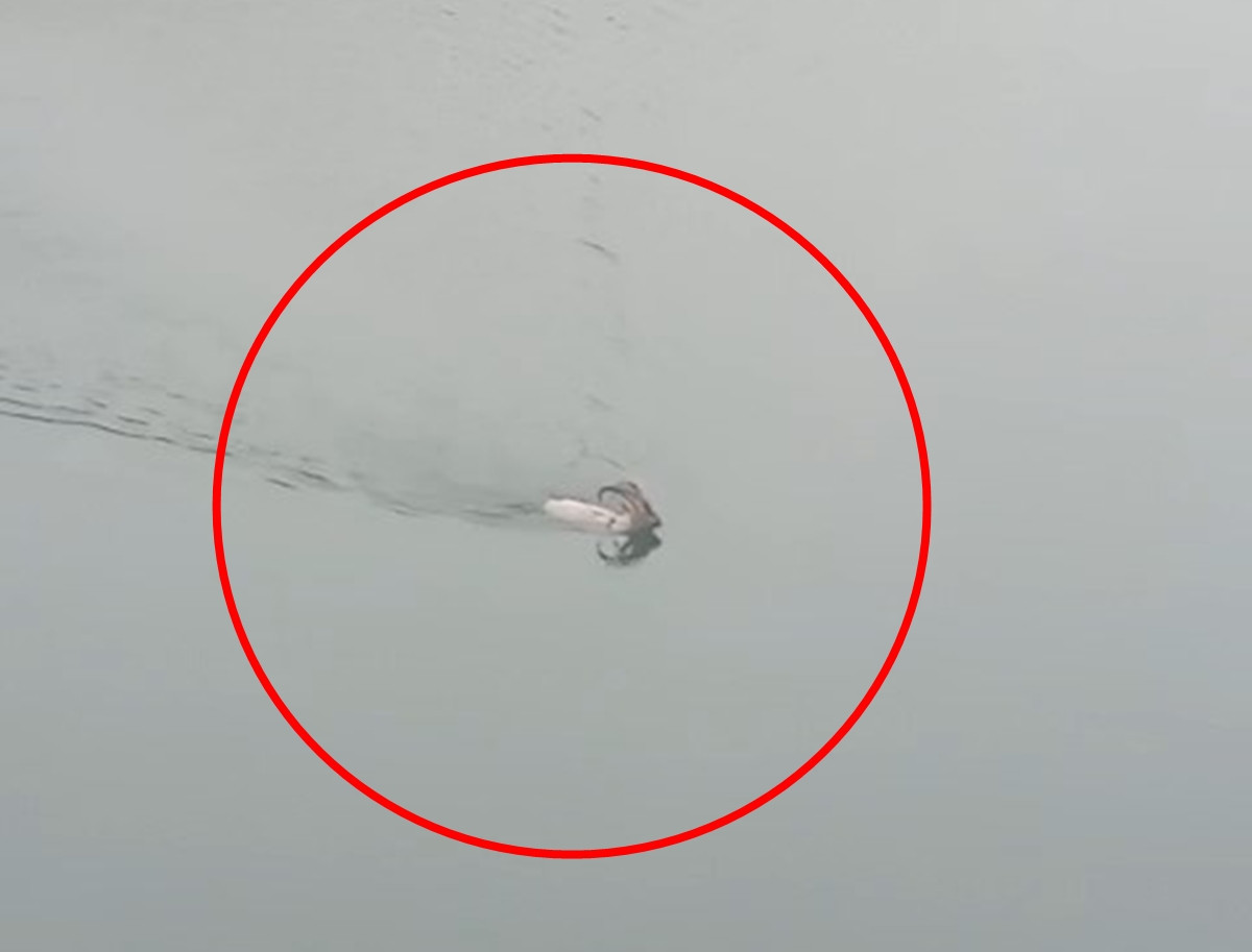  Karşı kıyıya yüzerek geçti, gözden kayboldu