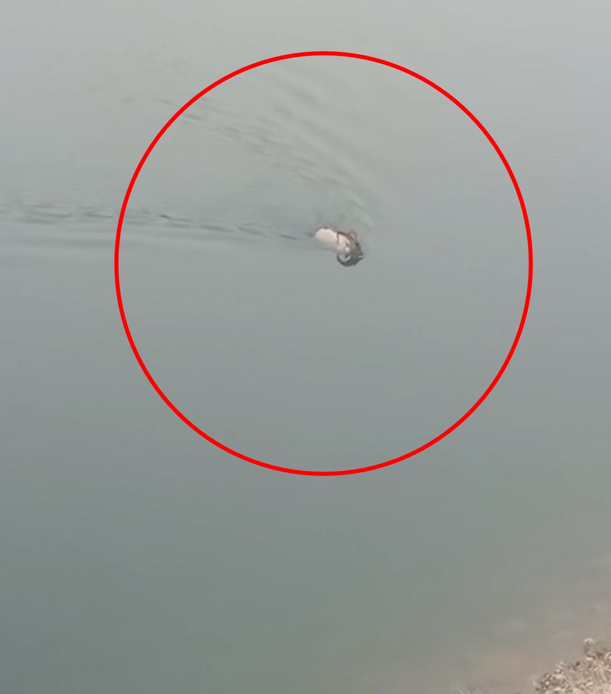  Karşı kıyıya yüzerek geçti, gözden kayboldu