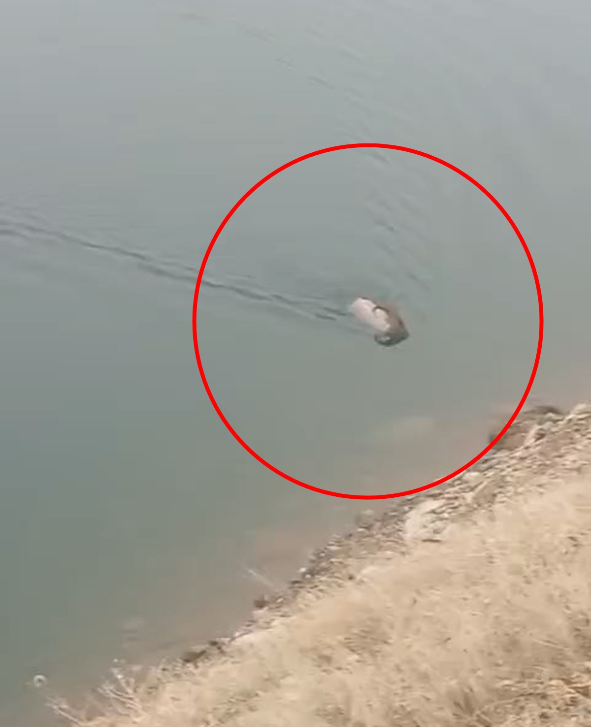  Karşı kıyıya yüzerek geçti, gözden kayboldu